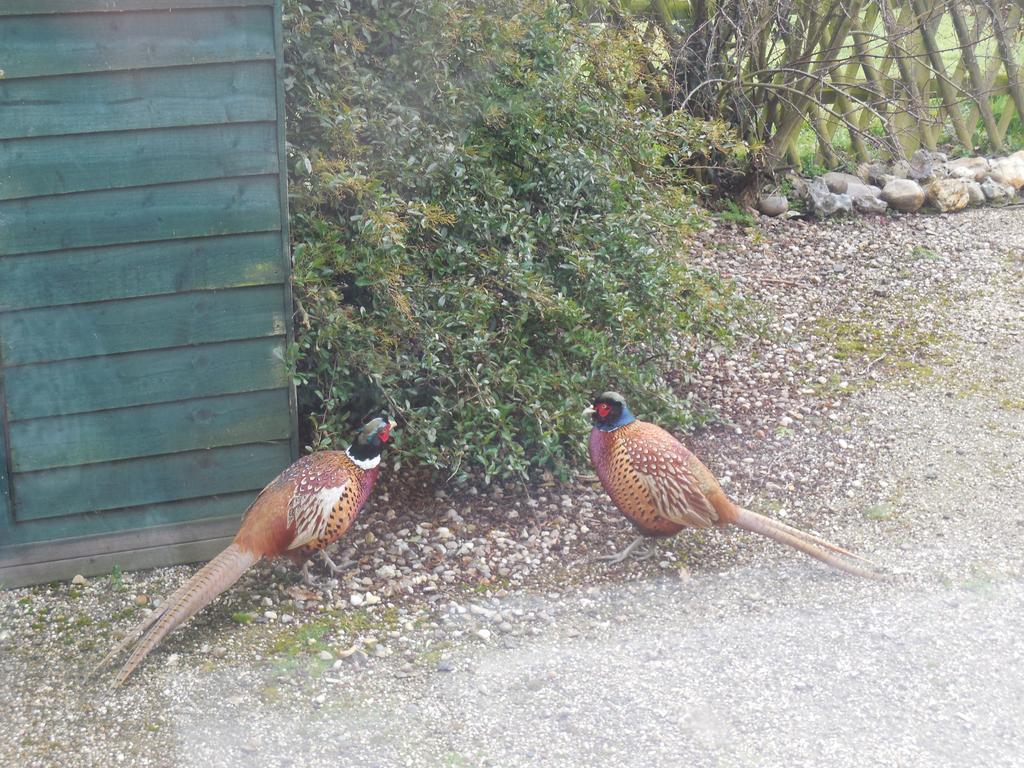 Pheasant Suites Colchester Extérieur photo